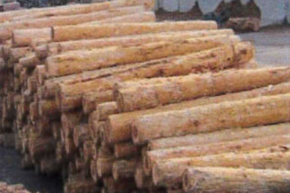 皮剥された間伐材の画像